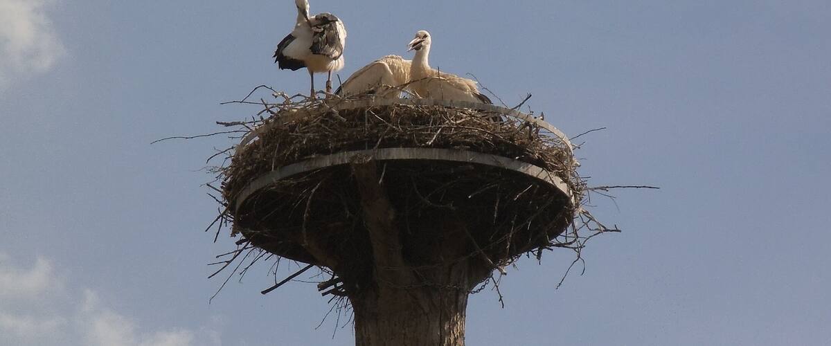 Störche - Steinmauern