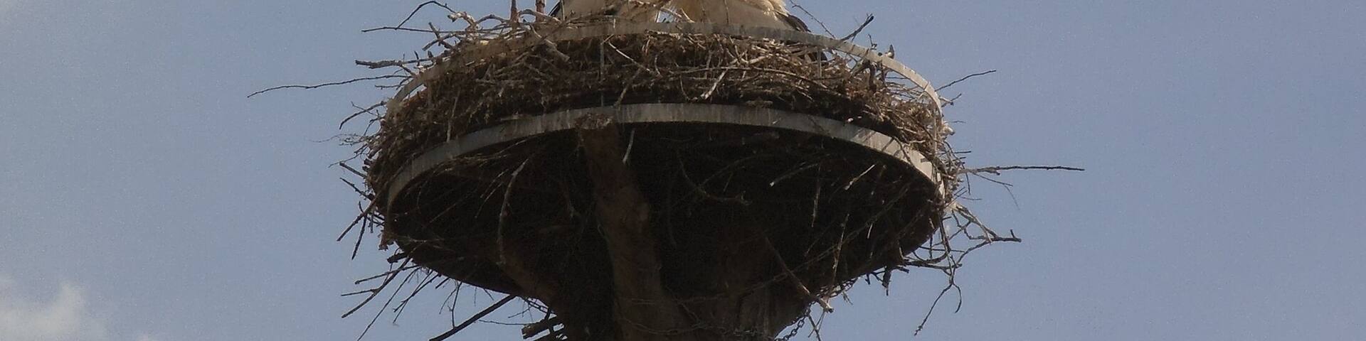 Störche - Steinmauern