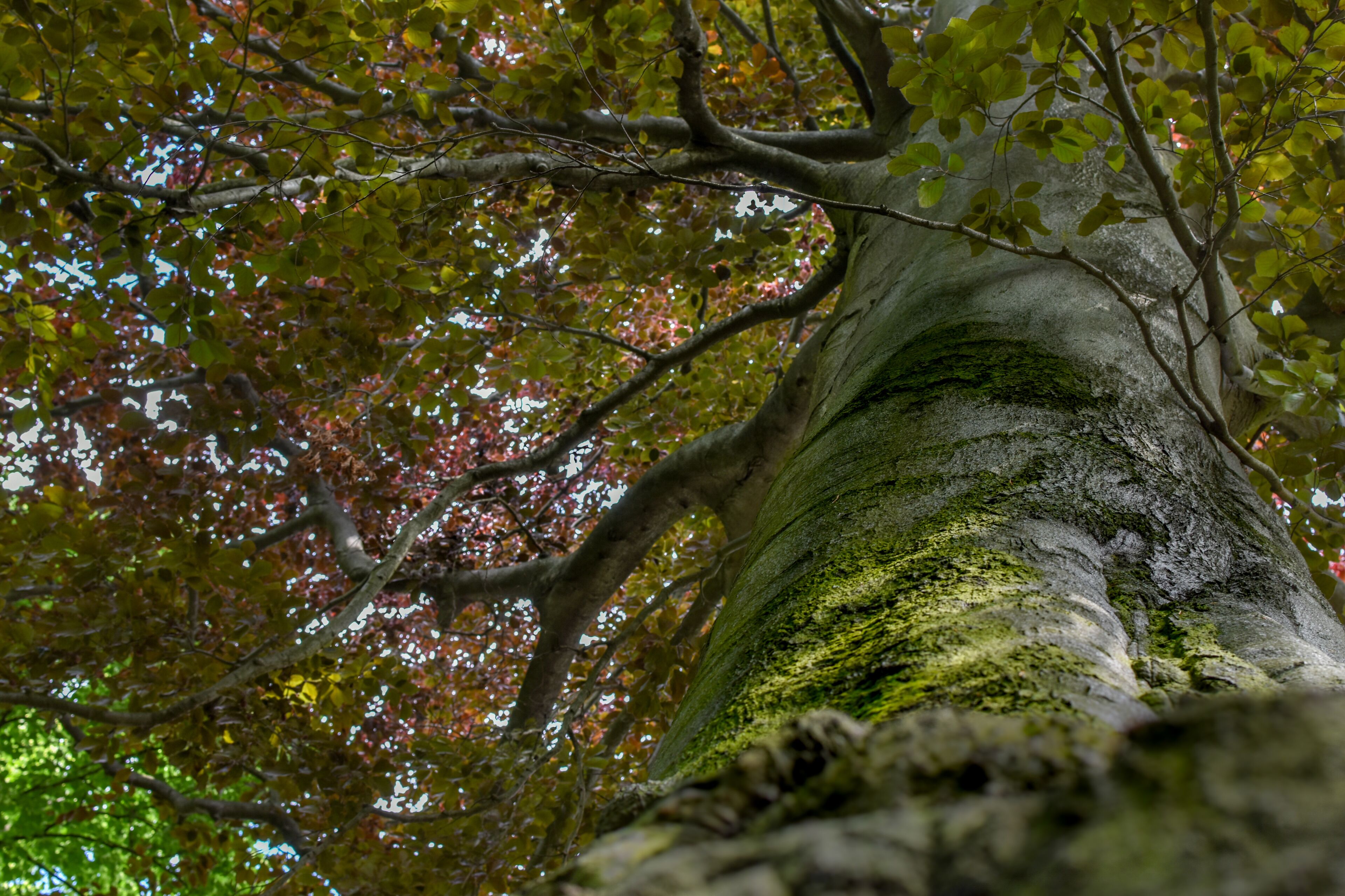 3-42/B. Naturdenkmal Nummer 3-42/B „Rot-Eiche" (Quercus rubra) im Bezirk Pankow, Berlin.