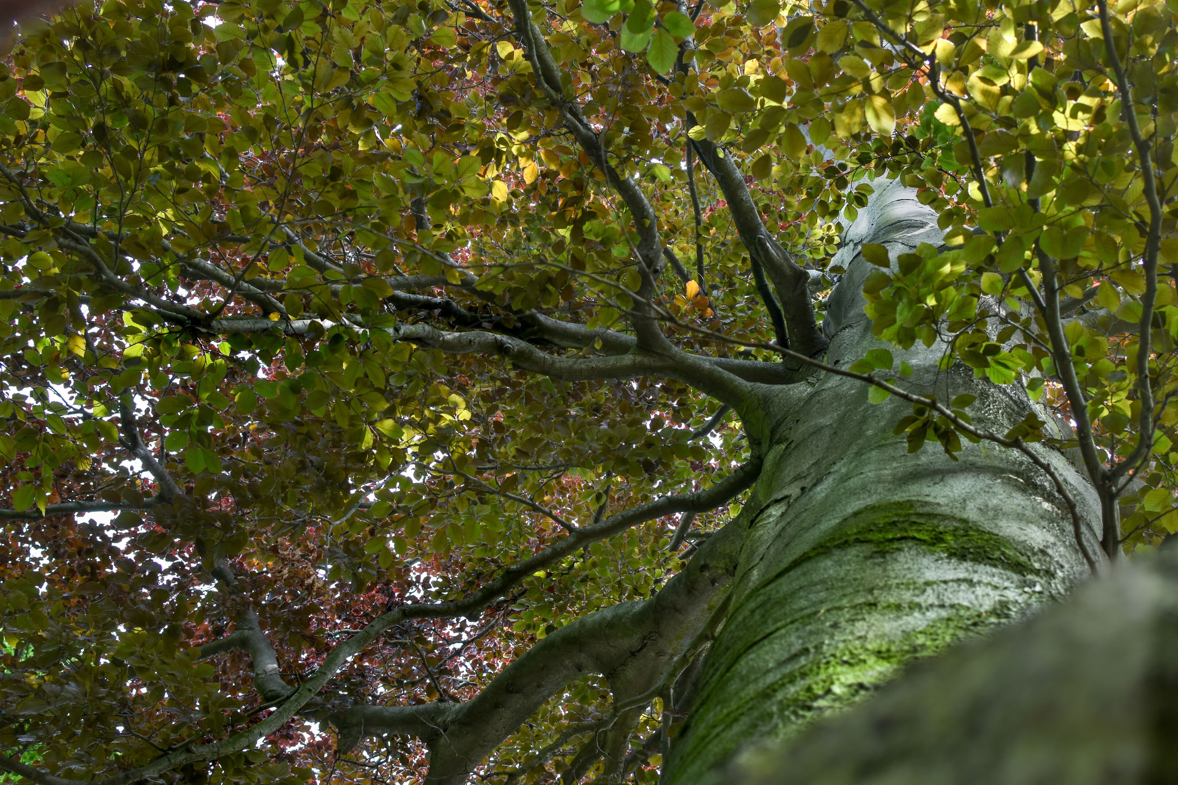 3-42/B. Naturdenkmal Nummer 3-42/B „Rot-Eiche" (Quercus rubra) im Bezirk Pankow, Berlin.