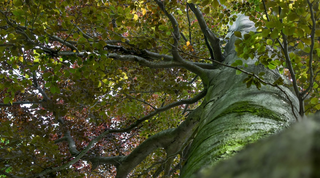 3-42/B. Naturdenkmal Nummer 3-42/B „Rot-Eiche" (Quercus rubra) im Bezirk Pankow, Berlin.