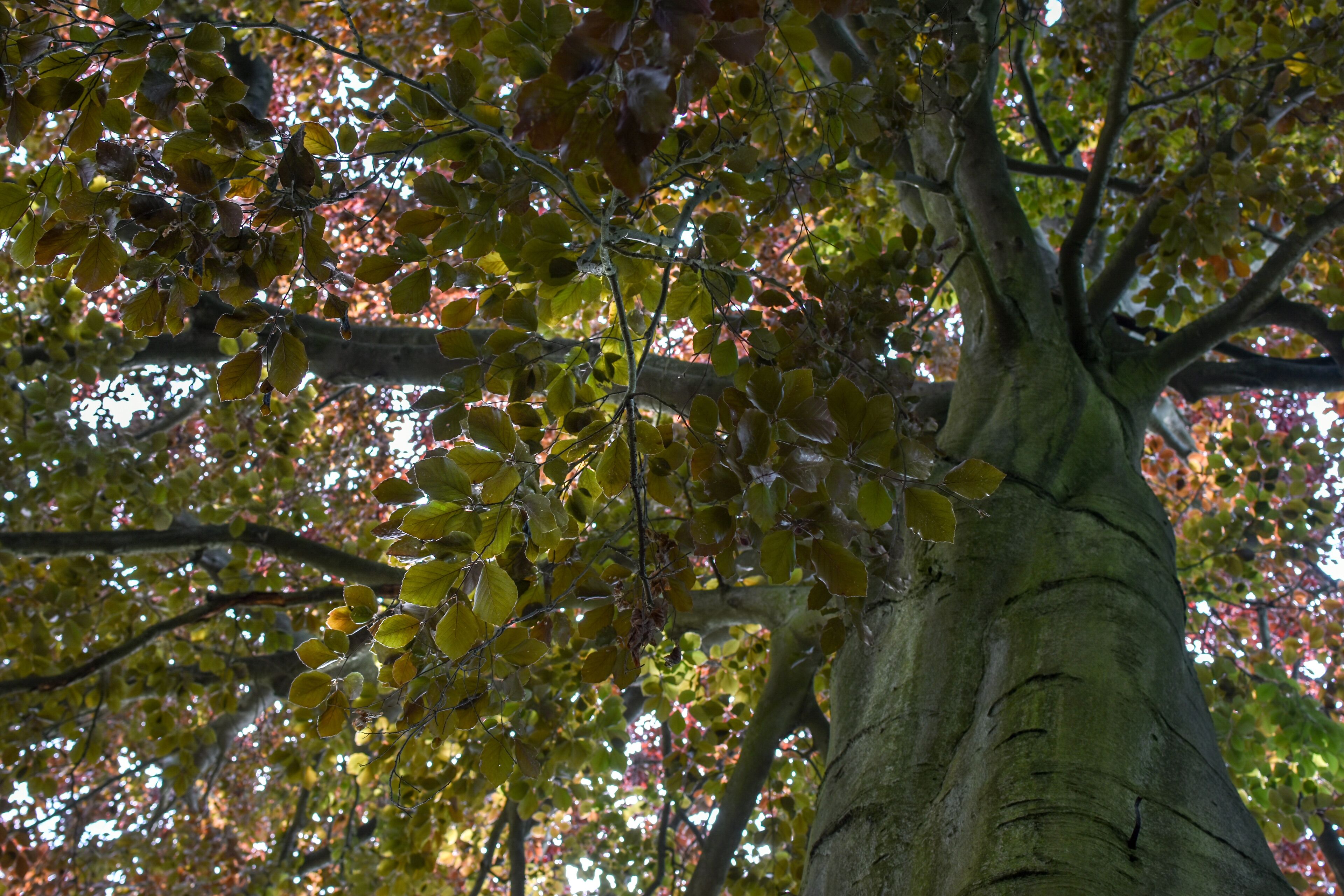 3-42/B. Naturdenkmal Nummer 3-42/B „Rot-Eiche" (Quercus rubra) im Bezirk Pankow, Berlin.