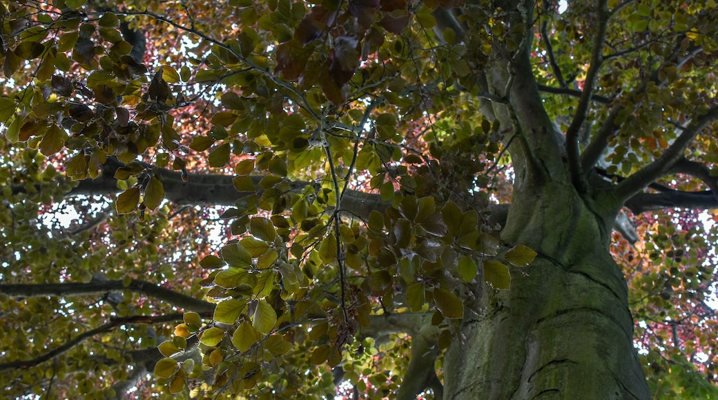 3-42/B. Naturdenkmal Nummer 3-42/B „Rot-Eiche" (Quercus rubra) im Bezirk Pankow, Berlin.