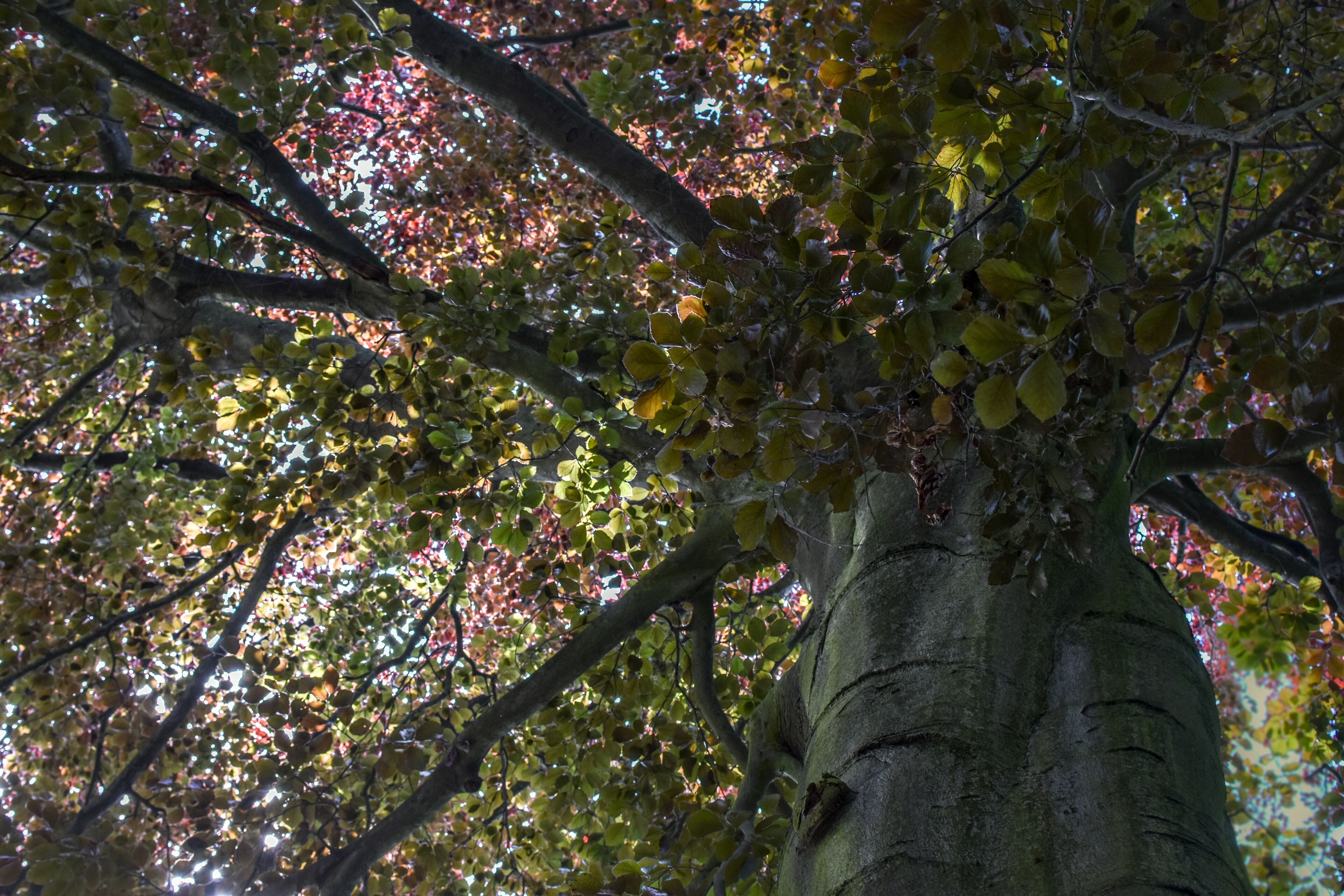 3-43/B. Naturdenkmal Nummer 3-43/B „Rot-Buche" (Fagus sylvatica) im Bezirk Pankow, Berlin.