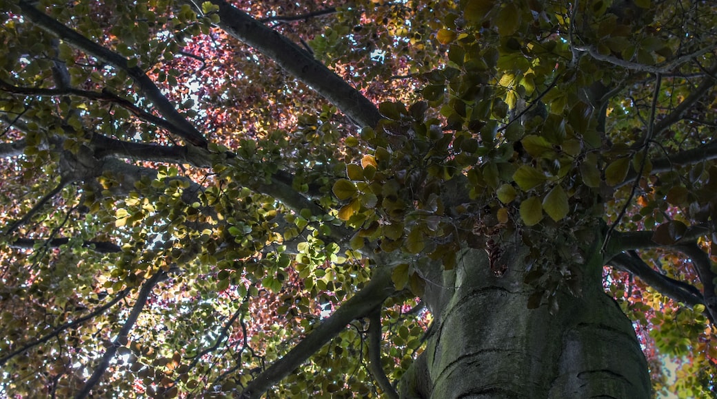 3-43/B. Naturdenkmal Nummer 3-43/B „Rot-Buche" (Fagus sylvatica) im Bezirk Pankow, Berlin.