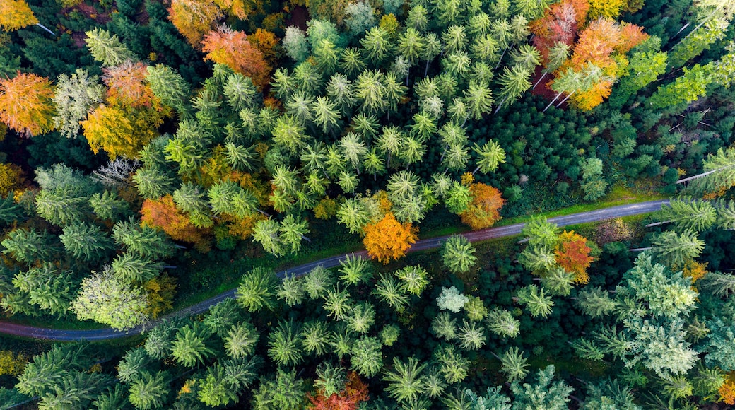 Vista aèria d'una forest densa amb una carretera sinuosa que la travessa.