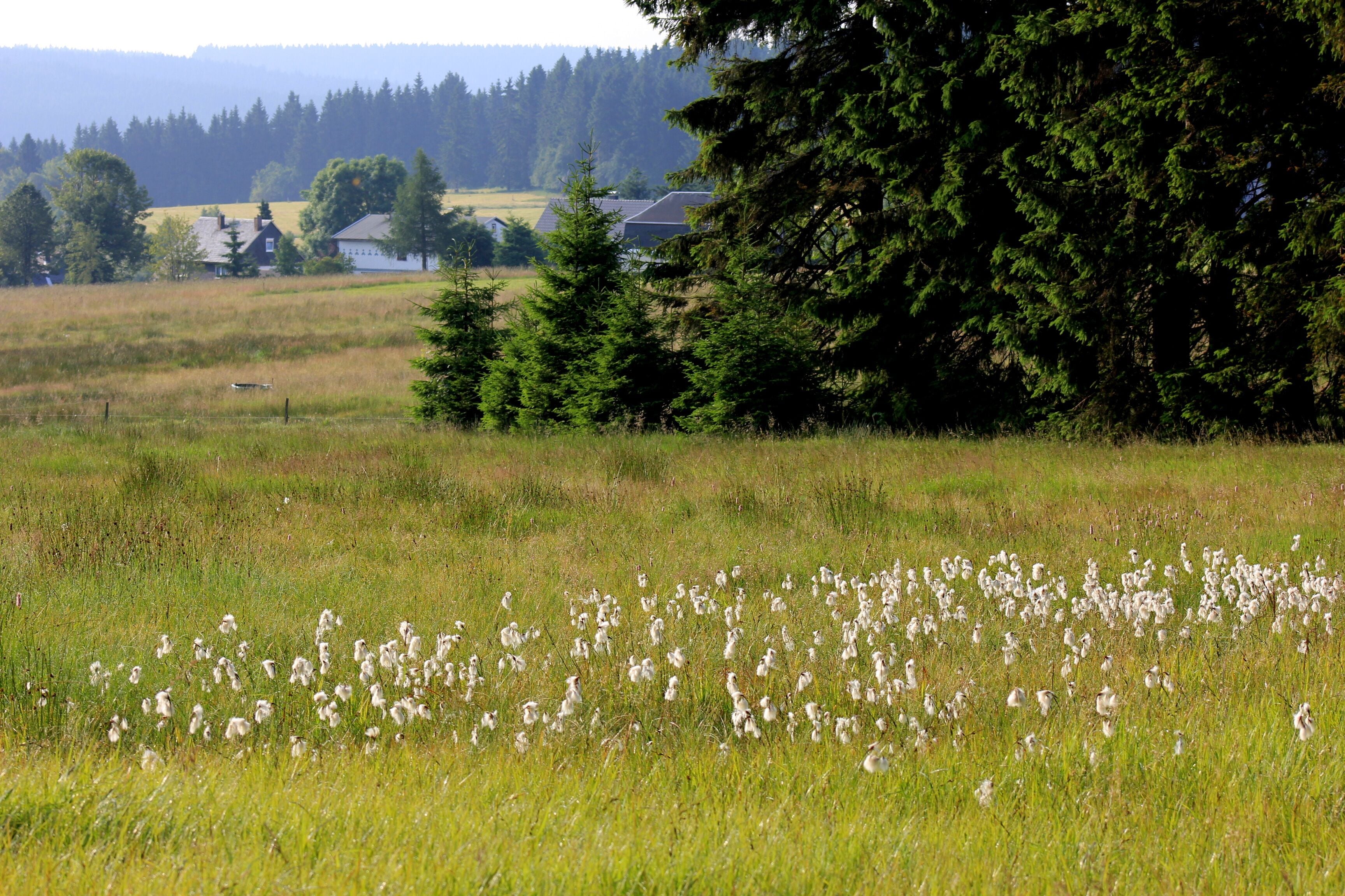 A grassy field with a flock of birds, trees, and houses in the background.