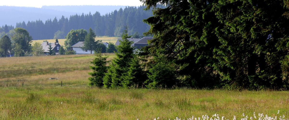 A grassy field with a flock of birds, trees, and houses in the background.