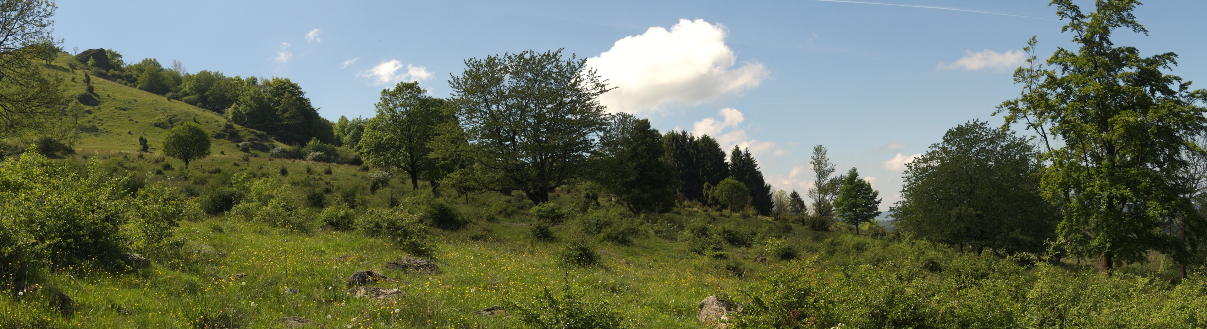 A lush green hillside with scattered trees and wildflowers under a clear sky.