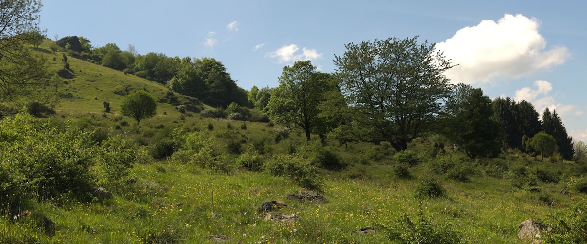 A lush green hillside with scattered trees and wildflowers under a clear sky.