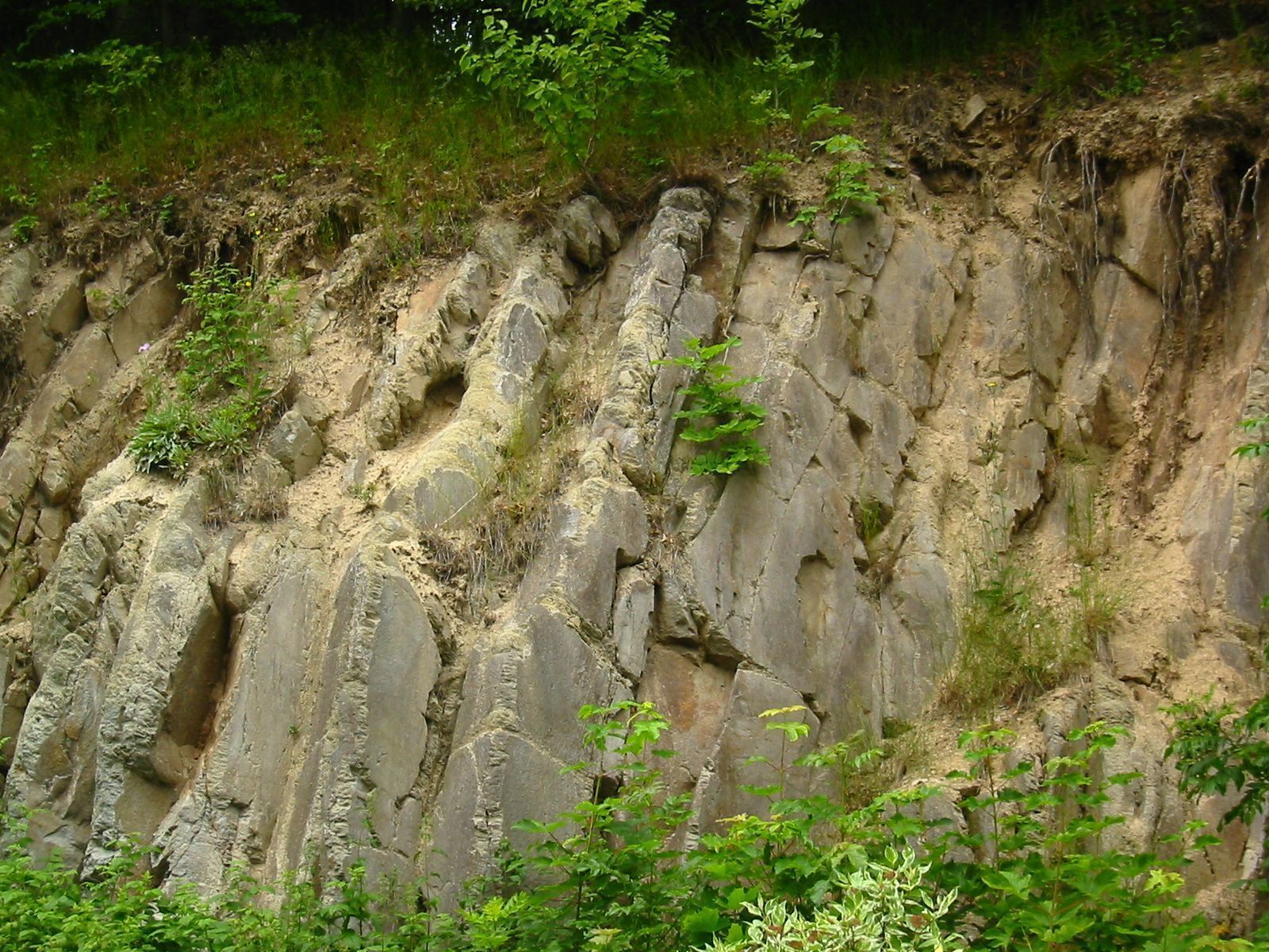 A rocky cliff with vegetation growing on it.