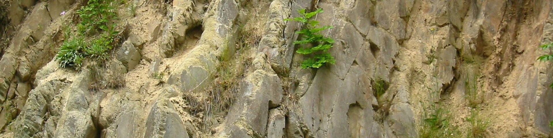 A rocky cliff with vegetation growing on it.