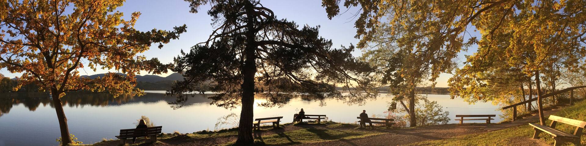 A lakeside park with benches and trees.