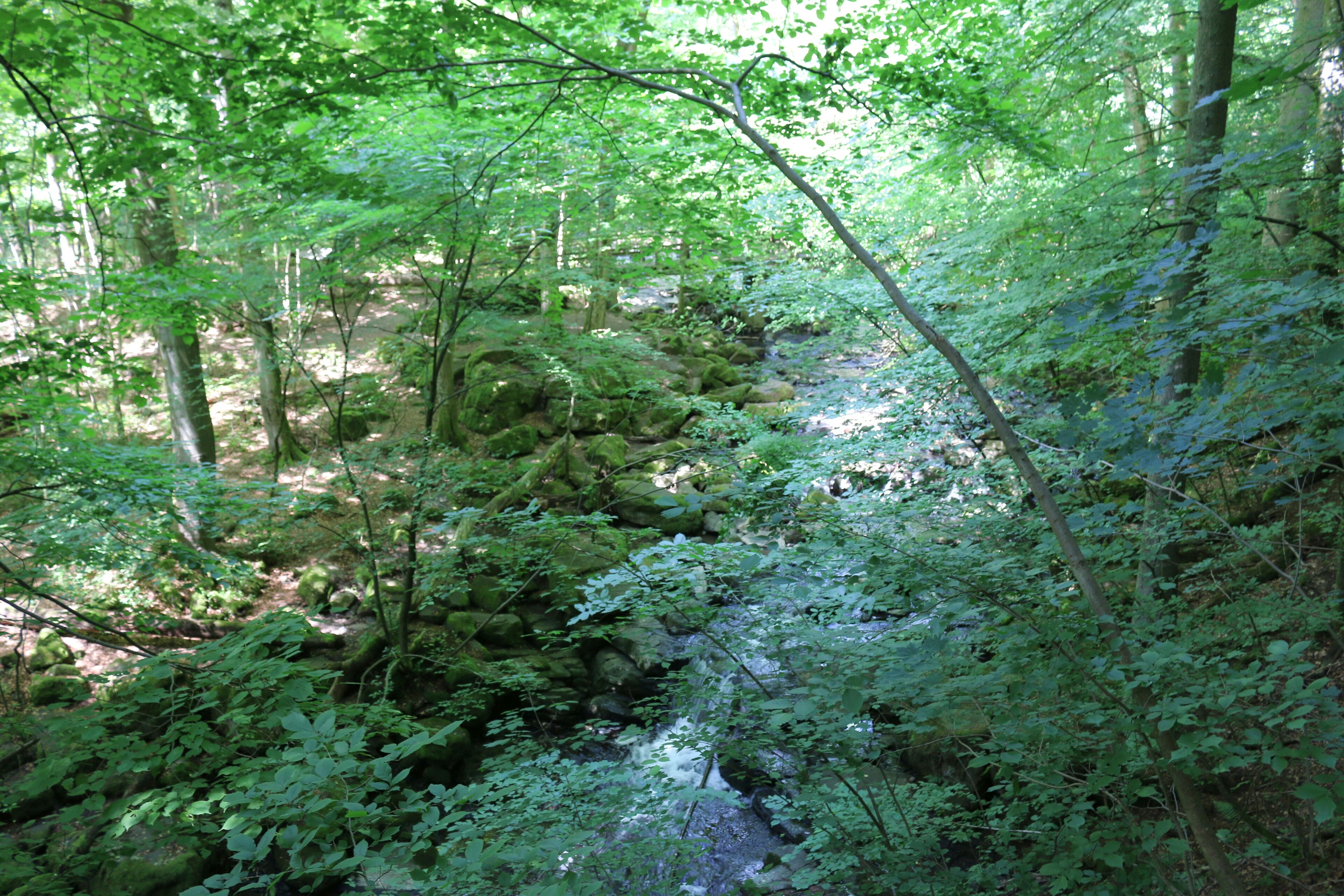 Das Naturschutzgebiet Holzbachschlucht im Westerwald