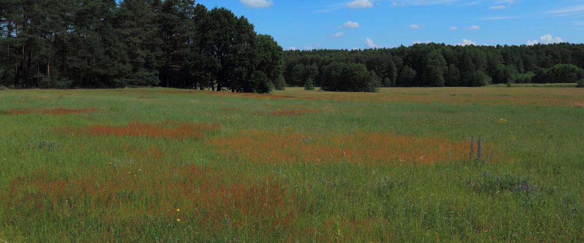 A grassy field with a forest in the background.