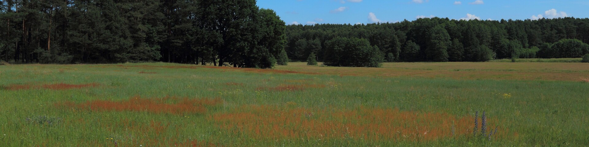 A grassy field with a forest in the background.