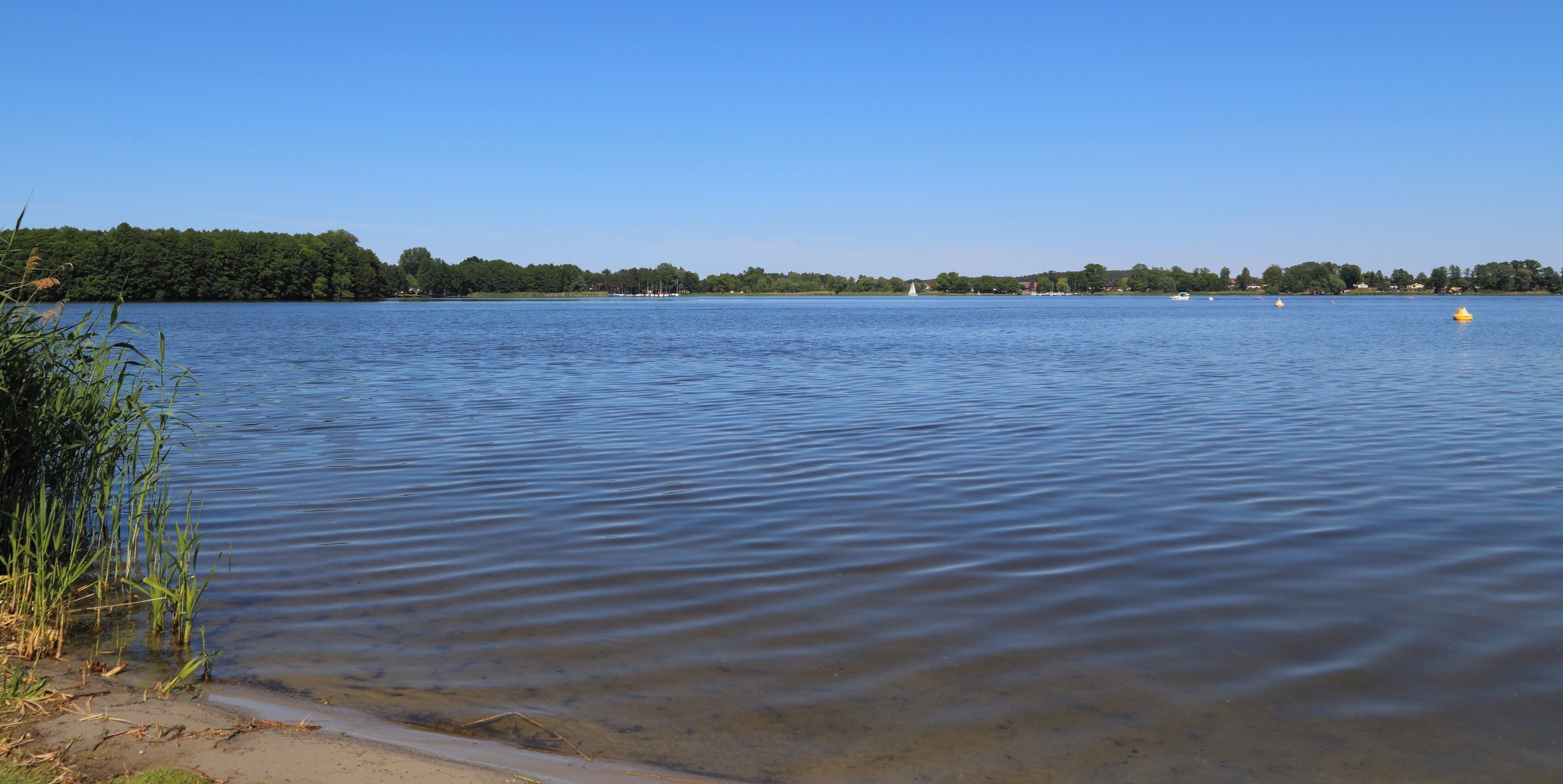 A calm lake with gentle ripples, surrounded by dense greenery and a clear blue sky.