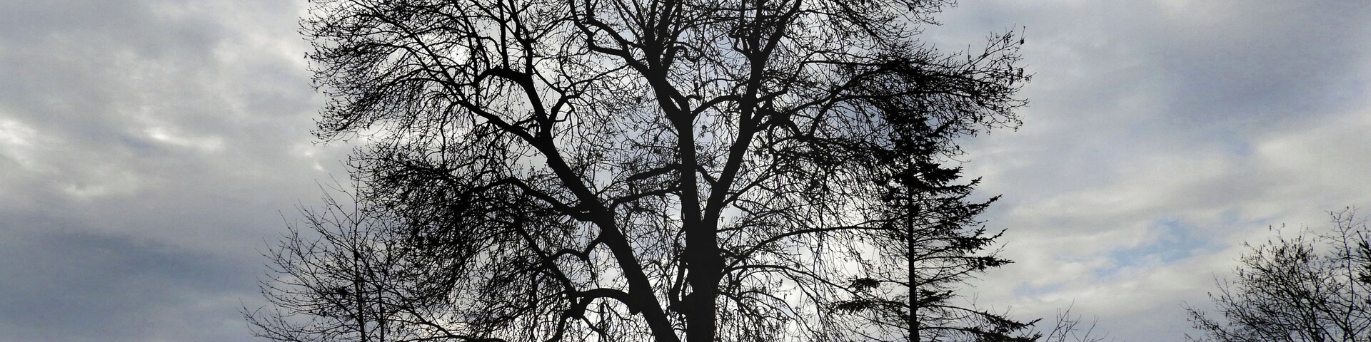 Auf dem Friedhof in Schwebda (Meinhard) sind drei Eschen (Fraxinus excelsior) als Naturdenkmale (Naturdenkmalnummer 636.583) seit 1936 unter Schutz gestellt.