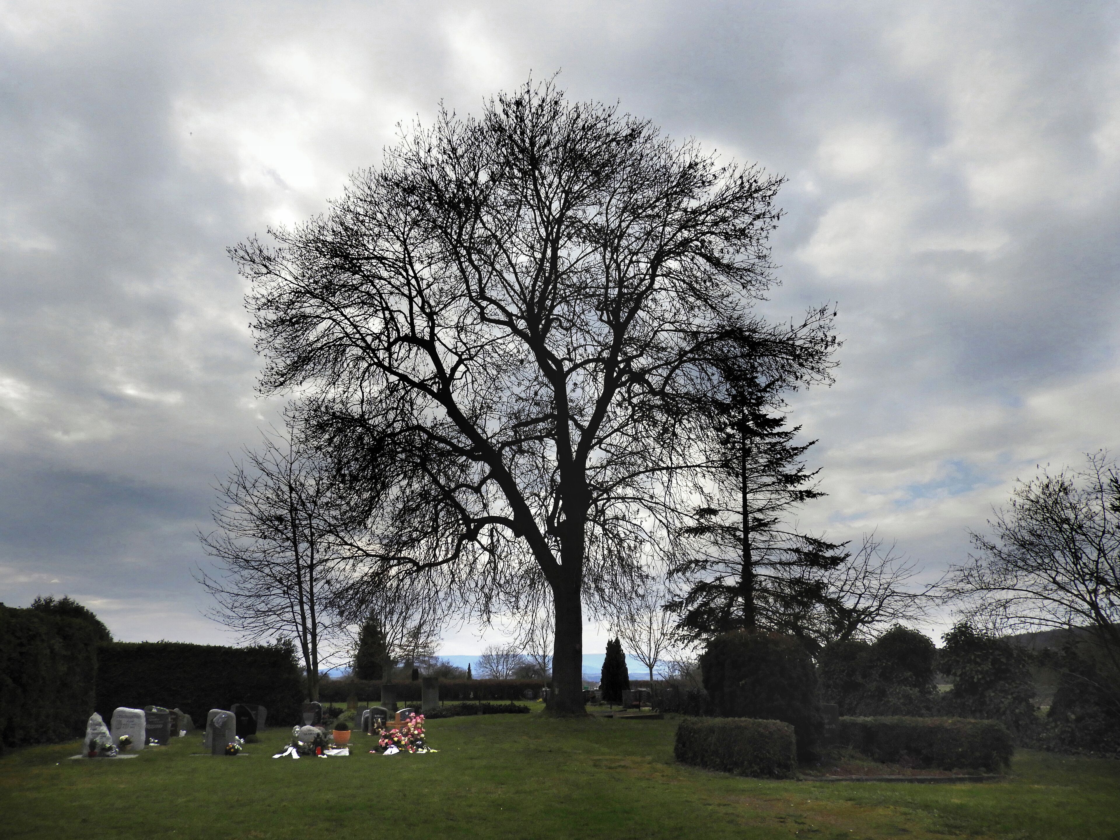 A cemetery with gravestones and a large tree in the center.