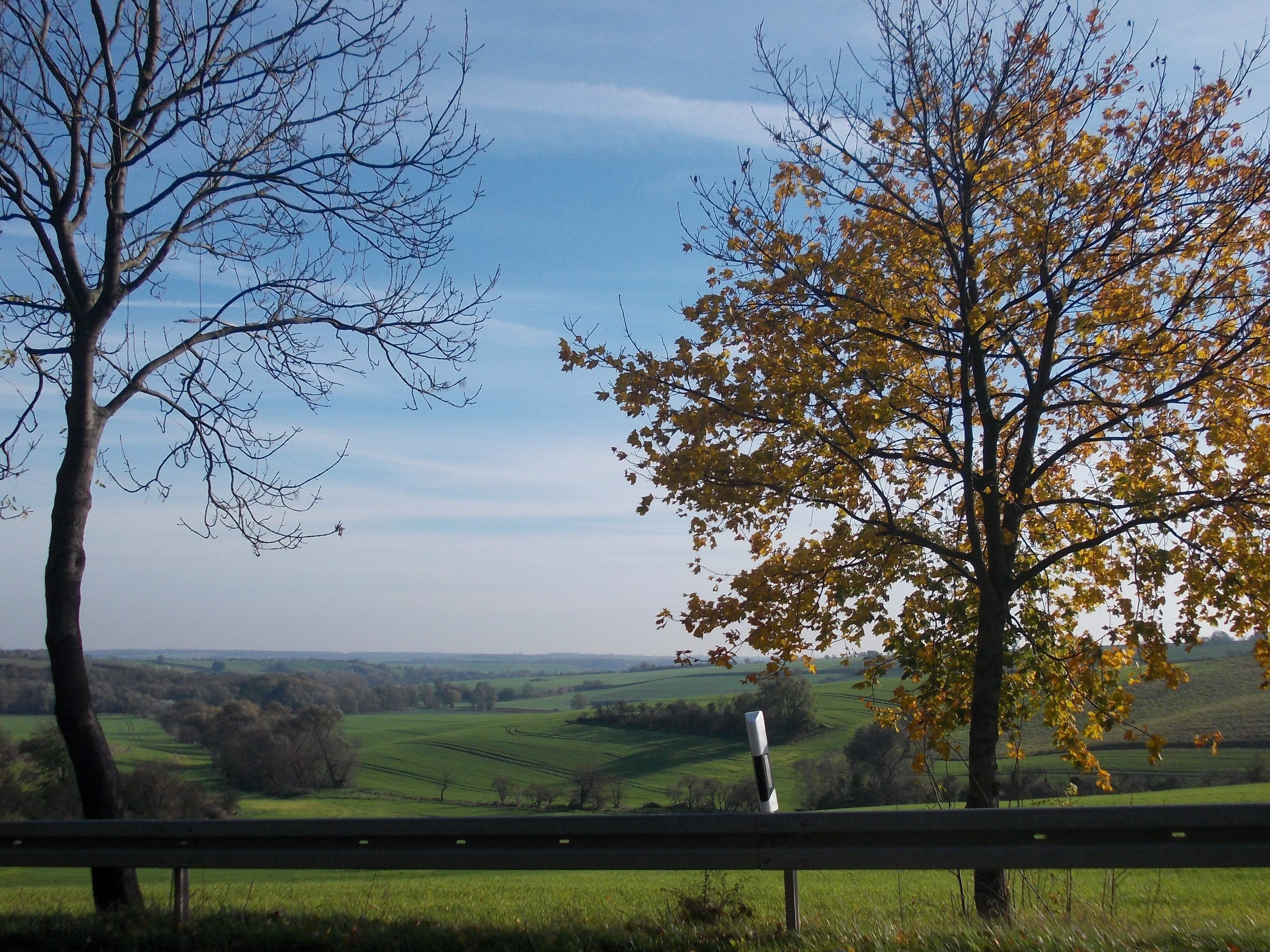 A rural landscape with a clear sky, a mix of leafless and autumn-colored trees, and rolling green fields.