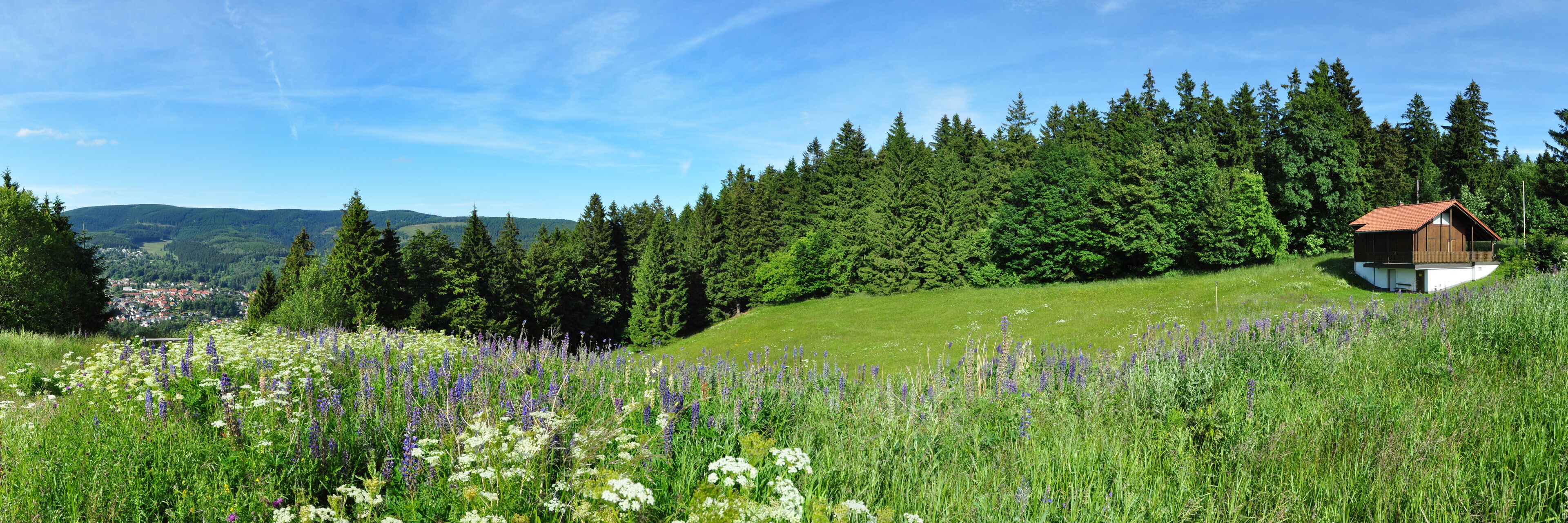 A rural landscape with a wooden cabin on a hill, surrounded by dense forests and fields of wildflowers.