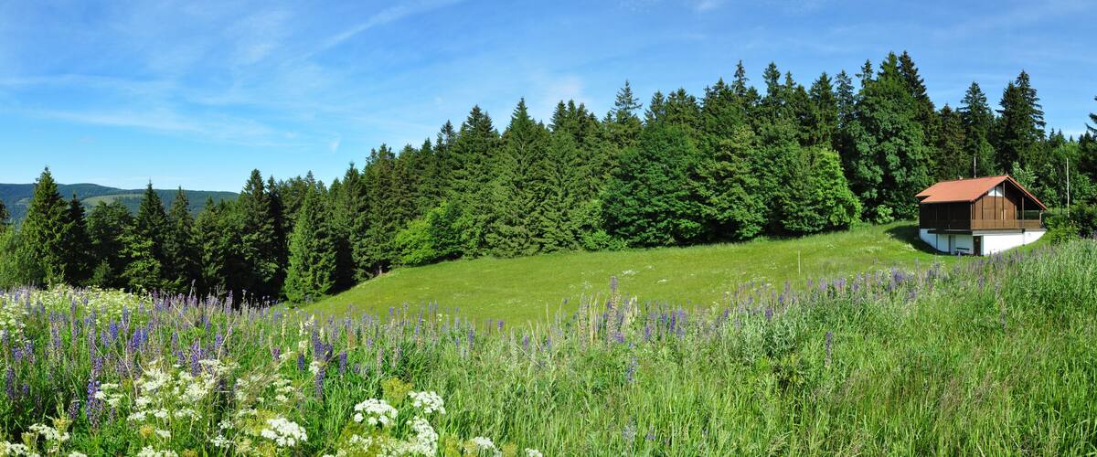 A rural landscape with a wooden cabin on a hill, surrounded by dense forests and fields of wildflowers.