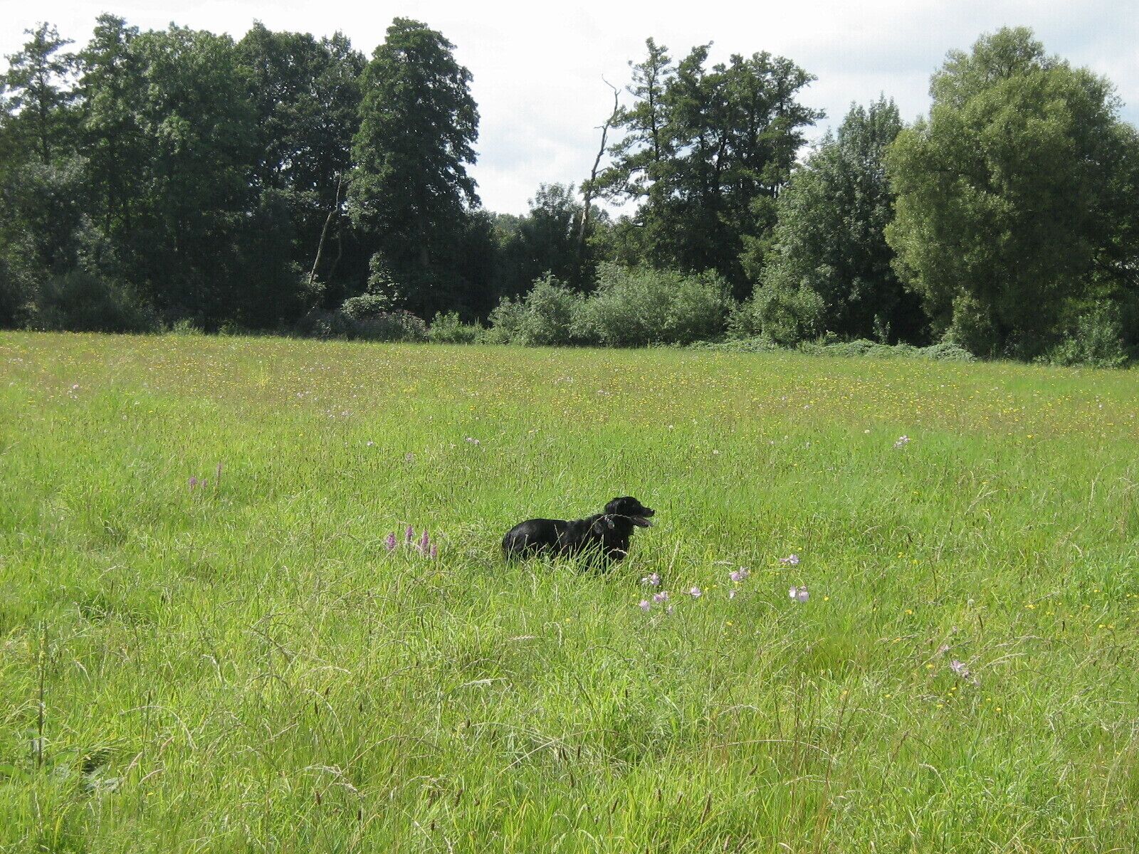 Wiese nähe Bettinger Mühle