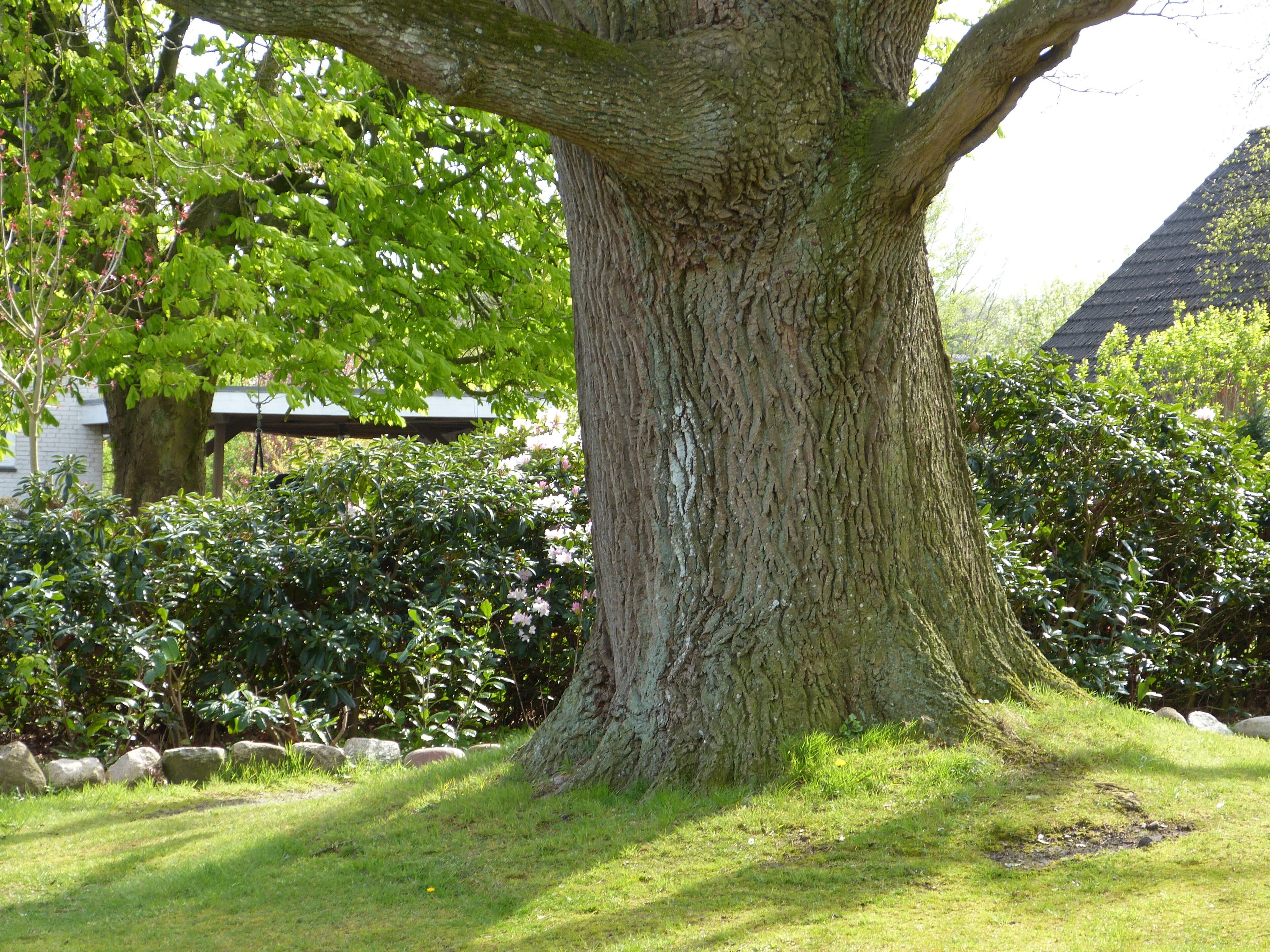 Das Bild zeigt ein Naturdenkmal im Kreis Segeberg. Der Baum, eine Eiche (Quercus robur), steht in Schmalfeld.