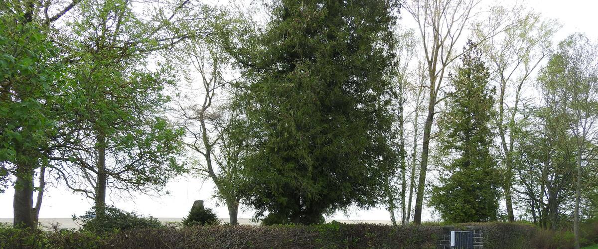 A rural dirt road flanked by dense hedges and trees.