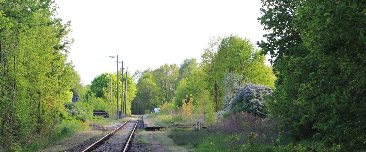 Railway tracks surrounded by lush greenery and trees.