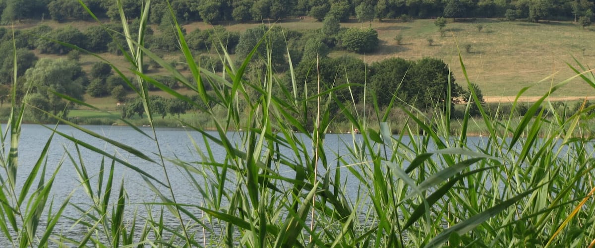 Schilfrohr (Phragmites australis) am Schalkenmehrener Maar