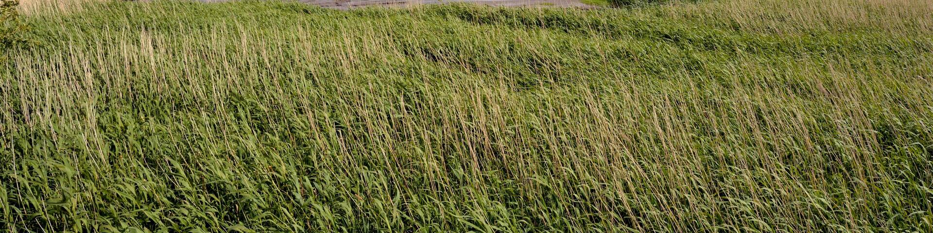 This image was uploaded as part of Wiki Loves Earth 2015.