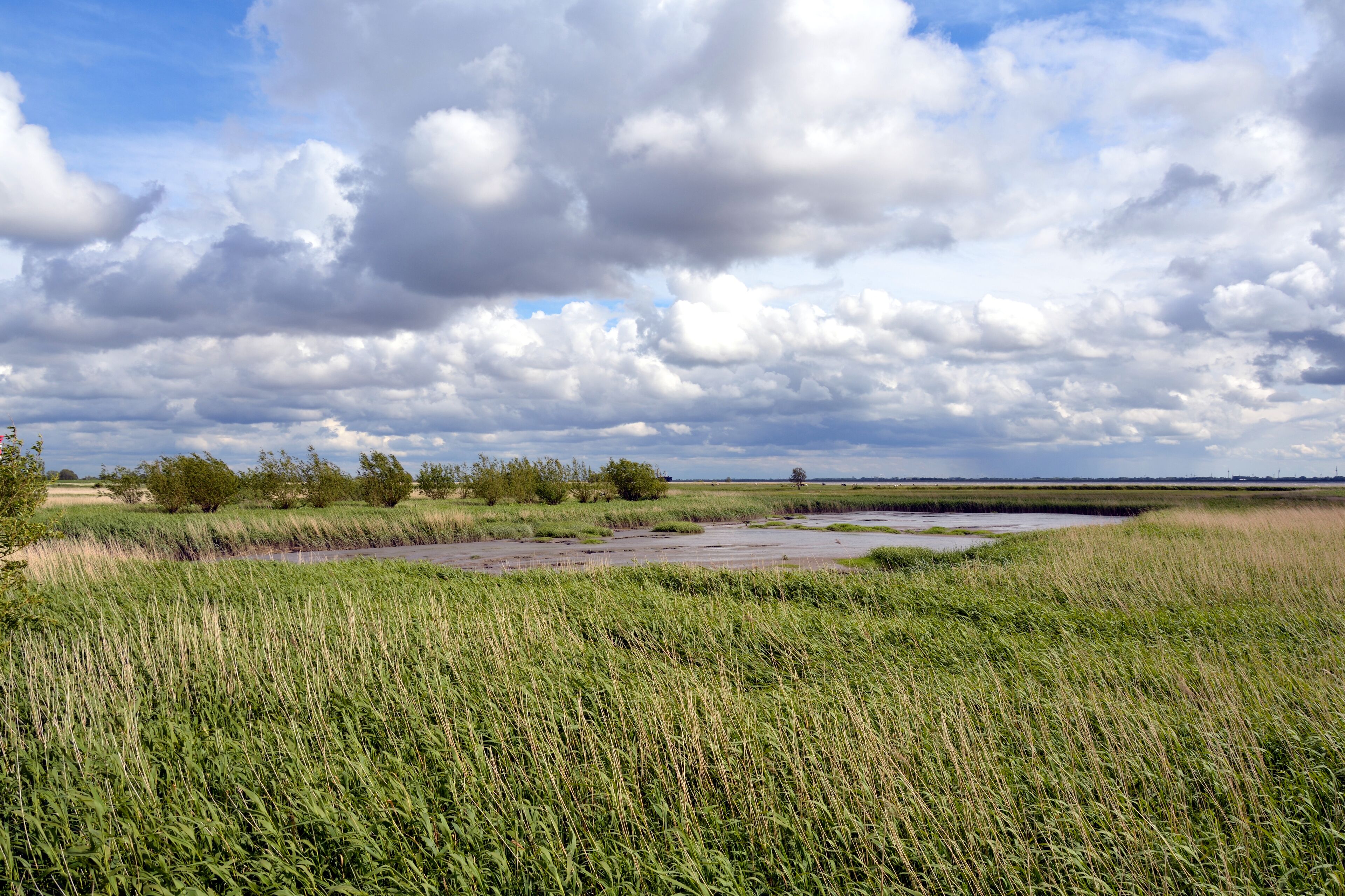 A marshland with tall grasses, a river, and a cloudy sky.