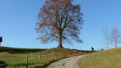 Immenhofen Linde bei der Kirche