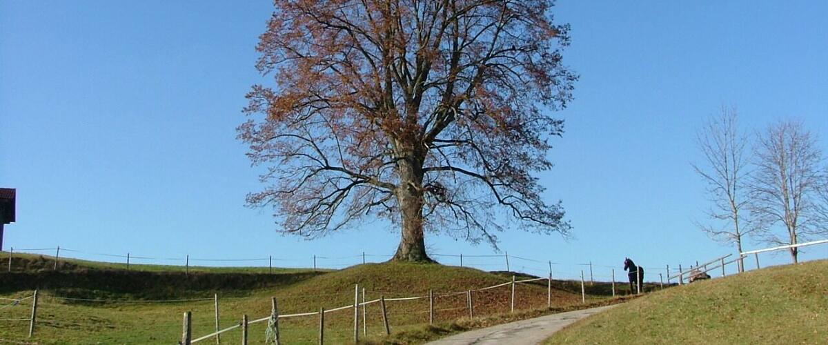 A large tree on a grassy hill with a fence and a horse in the background.