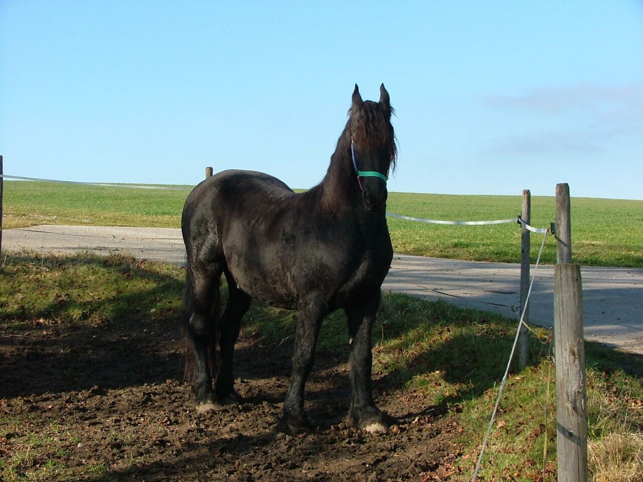 Immenhofen Pferd bei der Kirche