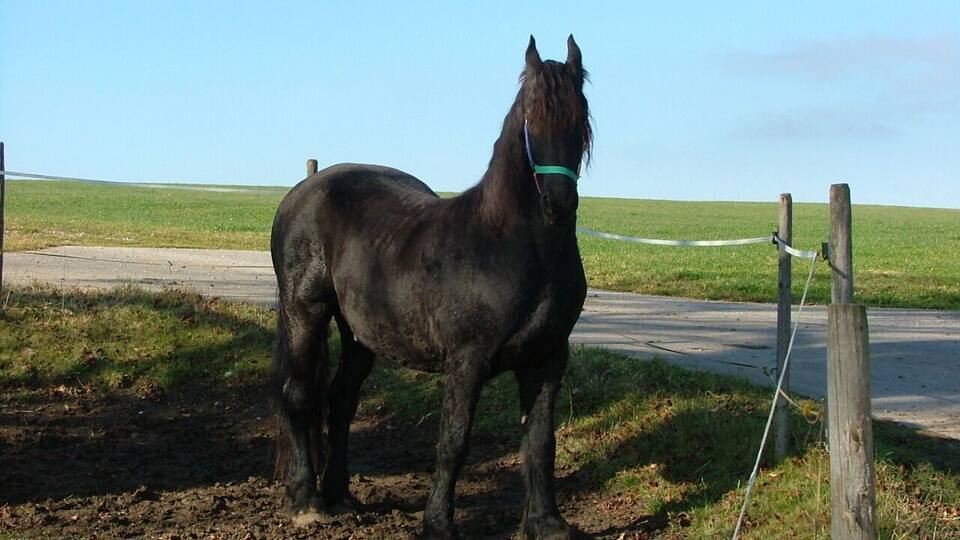 A black horse standing in a fenced area with a grassy field and a road in the background.
