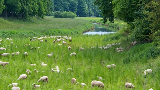 a herd of sheep grazing in the city at the river Leine in Göttingen, Germany
