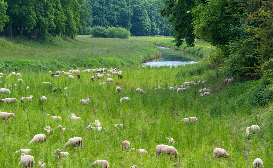 a herd of sheep grazing in the city at the river Leine in Göttingen, Germany