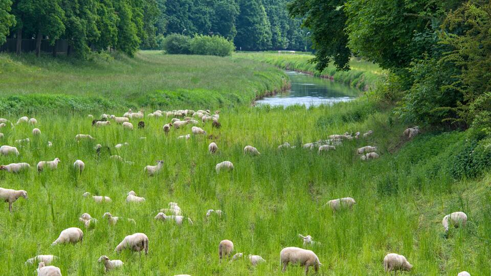 A lush green field with a river in the background and a dense forest on one side.