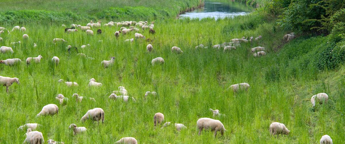 a herd of sheep grazing in the city at the river Leine in Göttingen, Germany