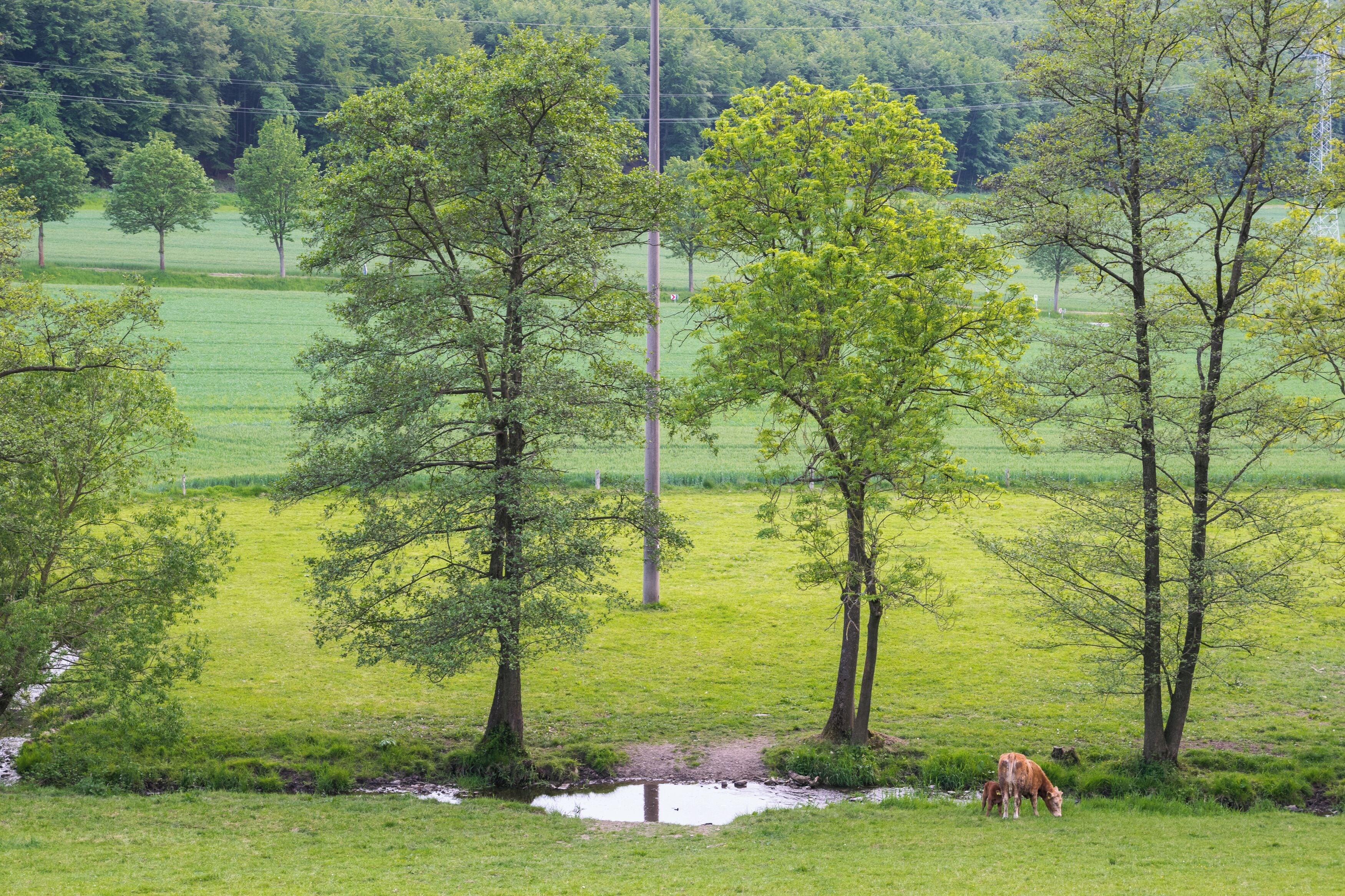 Naturschutzgebiet Ilsenbach, Lügde, Kreis Lippe