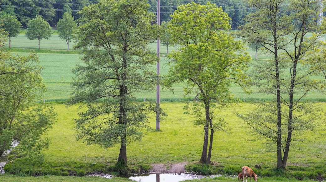 Naturschutzgebiet Ilsenbach, Lügde, Kreis Lippe