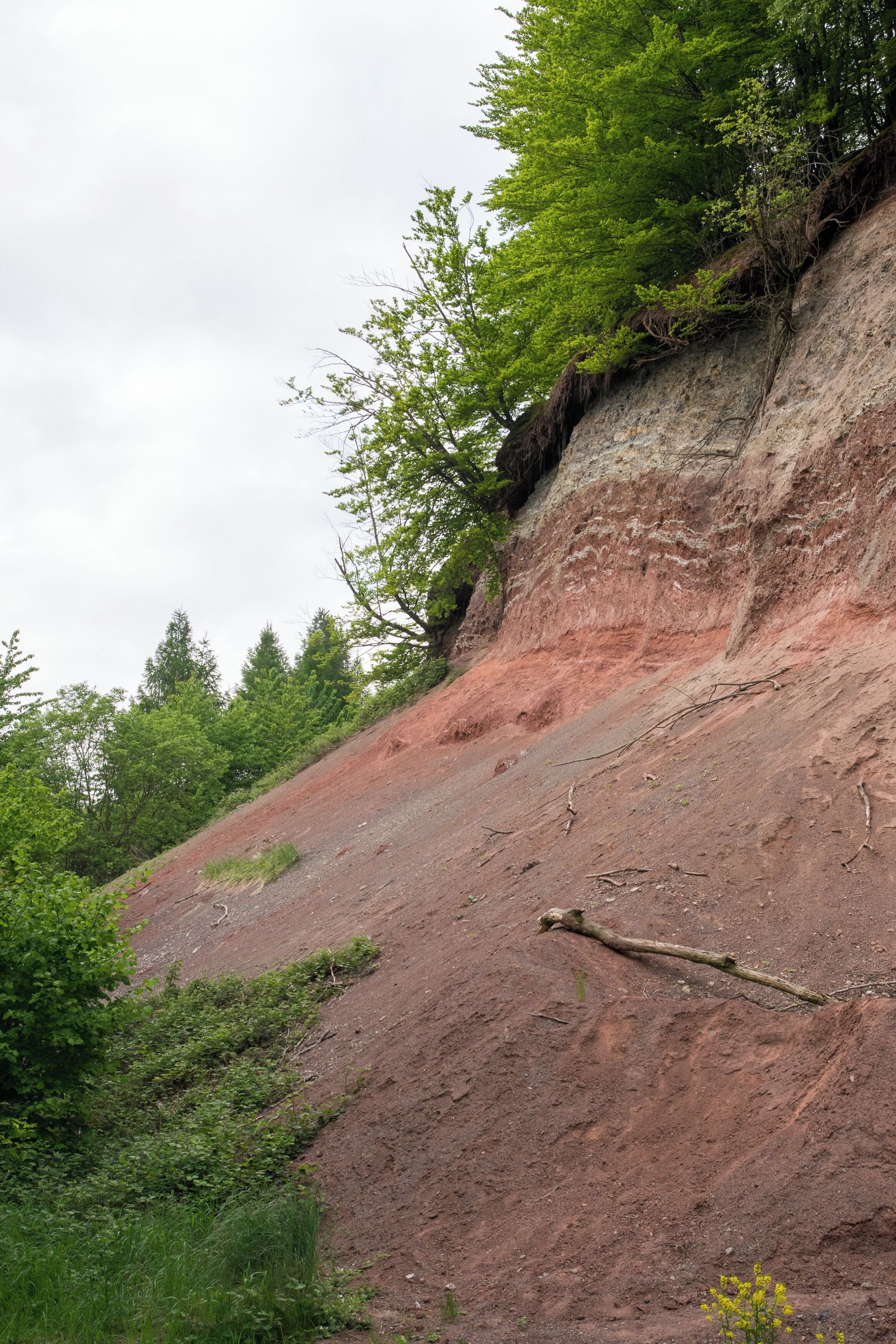 Mergelkuhle am Rischenauer Isenberg im Naturpark Teutoburger Wald/Eggegebirge