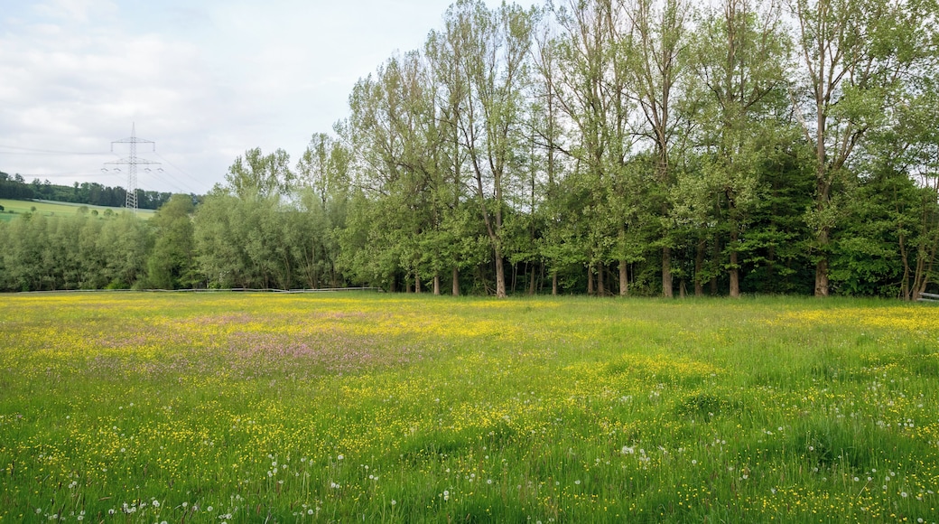 Naturschutzgebiet Ilsenbach, Lügde, Kreis Lippe; Triftwiese am Niederbach zwischen Triftweg und Kläranlage