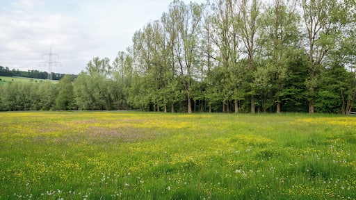 Naturschutzgebiet Ilsenbach, Lügde, Kreis Lippe; Triftwiese am Niederbach zwischen Triftweg und Kläranlage