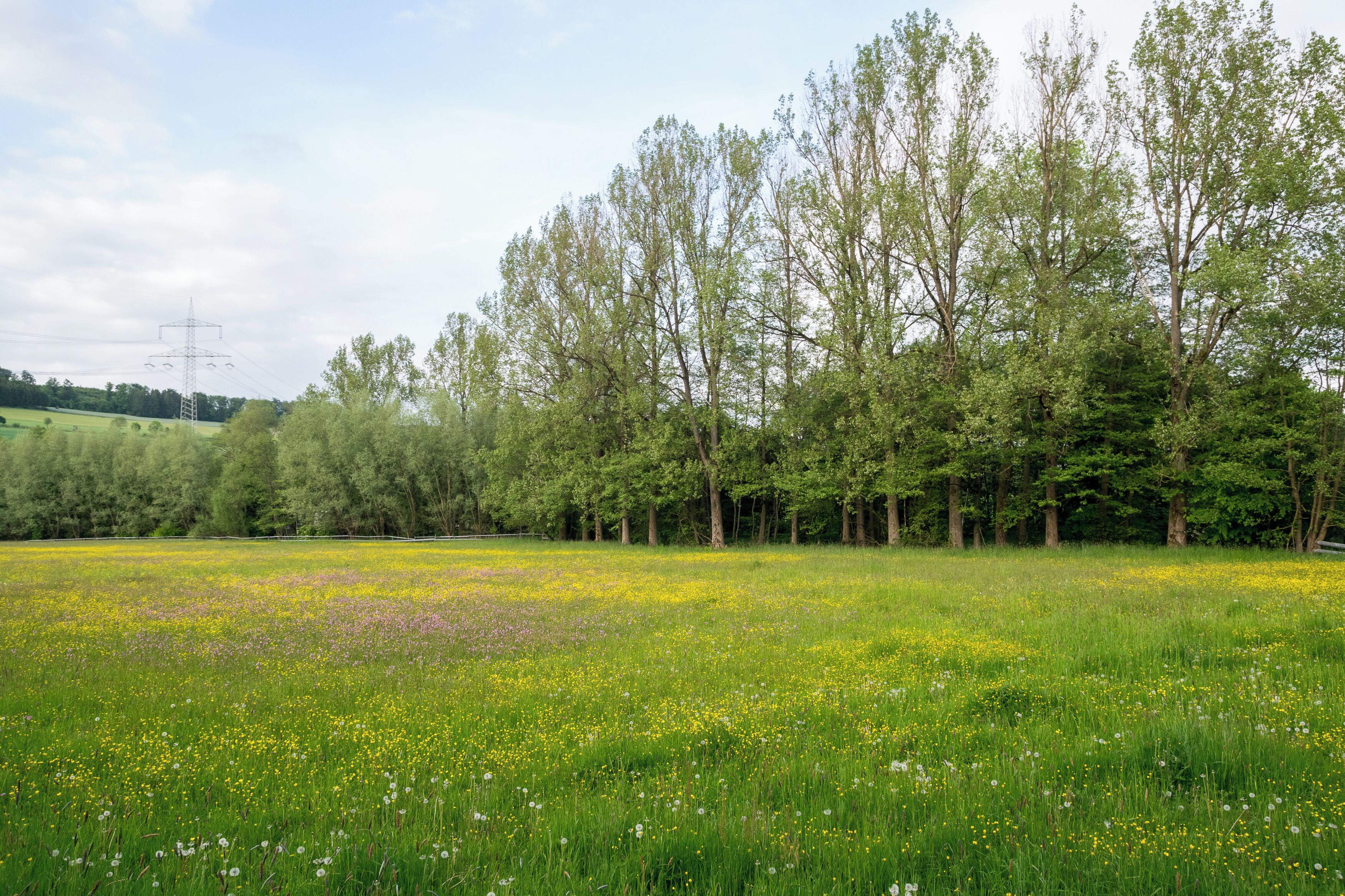 A meadow with yellow flowers and tall trees.