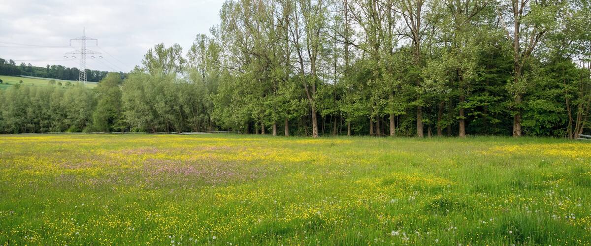 A meadow with yellow flowers and tall trees.