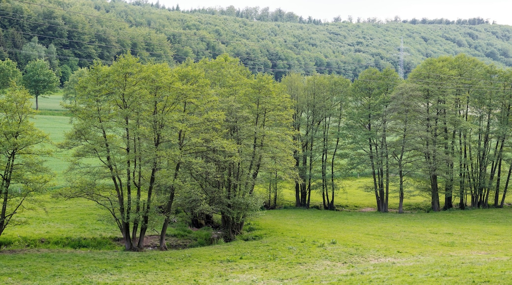 Naturschutzgebiet Ilsenbach, Lügde, Kreis Lippe