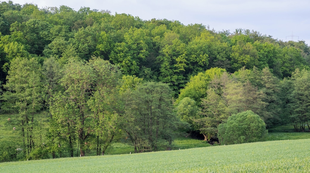Naturschutzgebiet Ilsenbach, Lügde, Kreis Lippe
